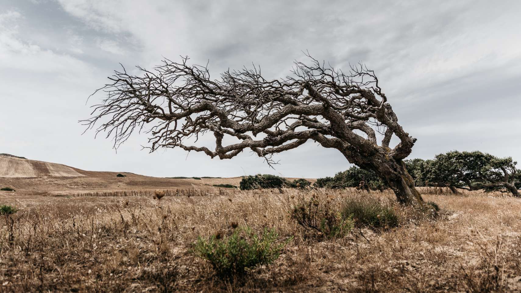     Mistral shaped trees like this one are found all over Sardinia, just like the remnants of a long-gone civilisation